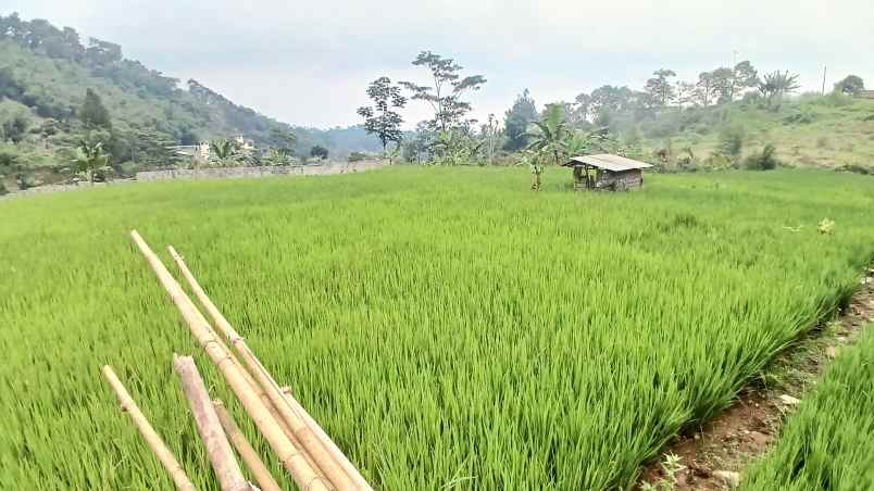 tanaha sawah dengan view pegunungan dan persawahan