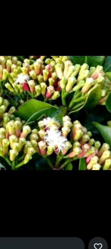 dijual lokasi kebun durian di sukabumi