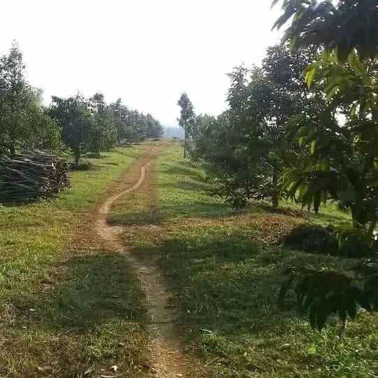 dijual lokasi kebun durian di sukabumi