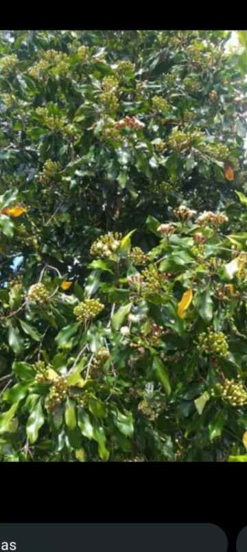 dijual lokasi kebun durian di sukabumi