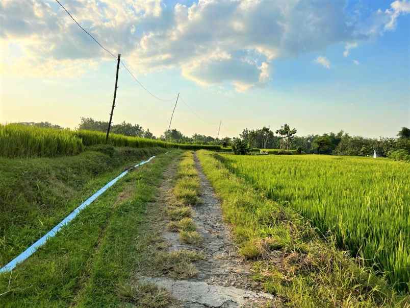 dijual rumah asri tengah sawah kedawung sragen