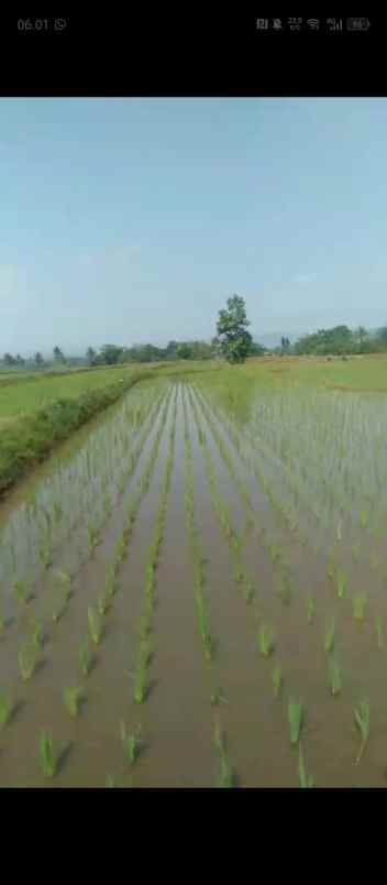 dijual tanah blok japar