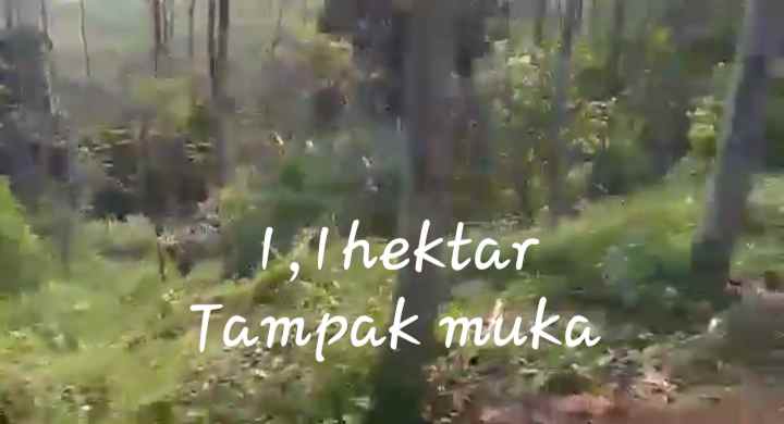 dijual tanah cempaka mekar