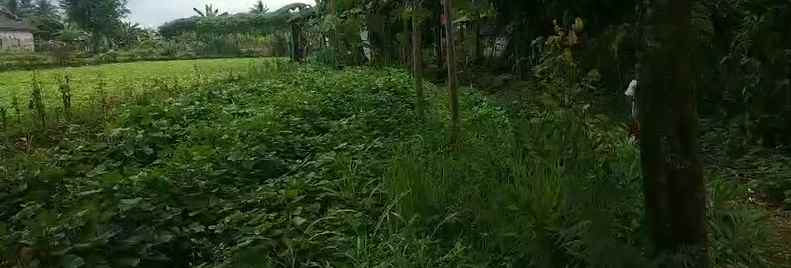 dijual tanah cimanggu 2 cibungbulan