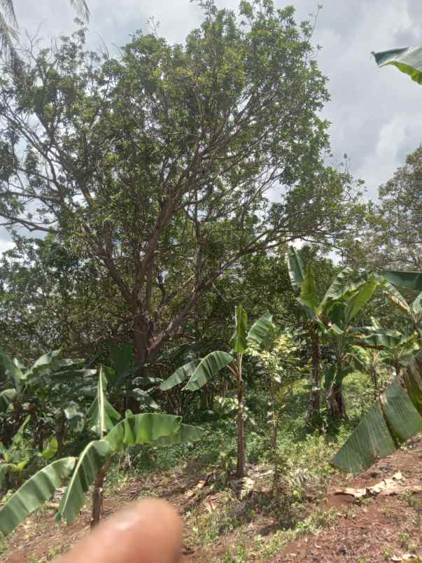 dijual tanah cisonggom