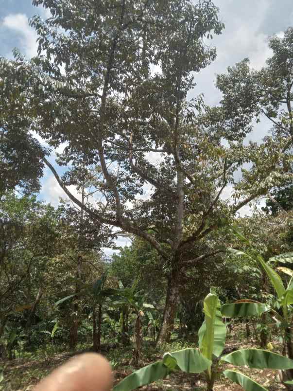 dijual tanah cisonggom