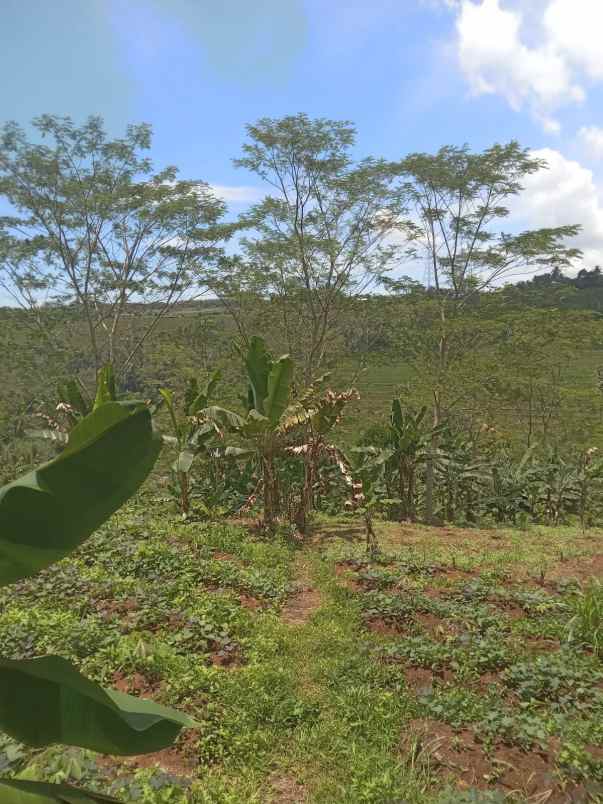 dijual tanah cisonggom