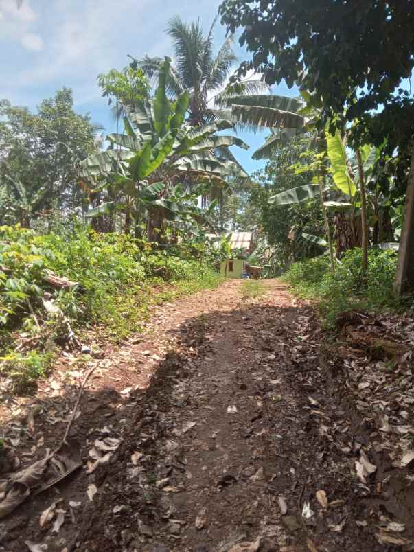 dijual tanah cisonggom