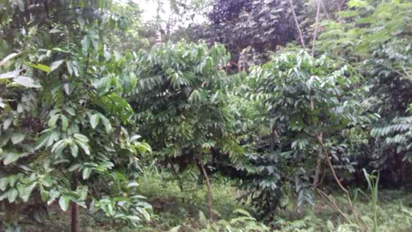 dijual tanah dan kebun kopi robusta batukaras