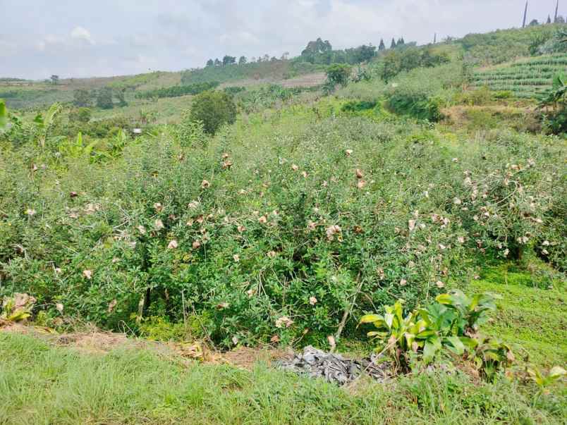 dijual tanah desa bulukerto kec bumiaji