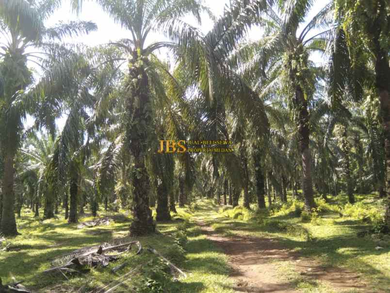 dijual tanah desa lau mulgap kec