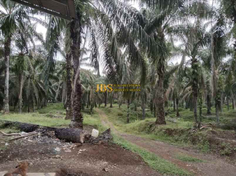 dijual tanah desa lau mulgap kec