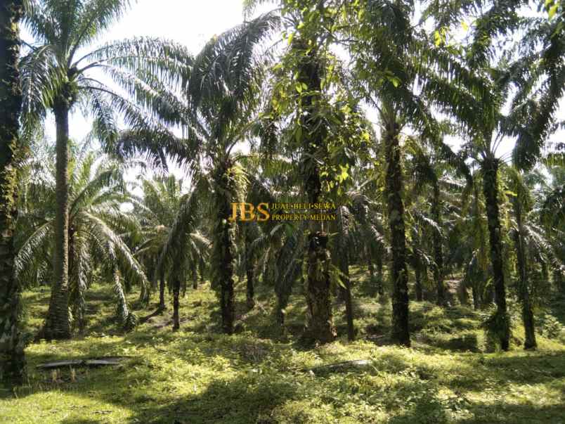 dijual tanah desa lau mulgap kec