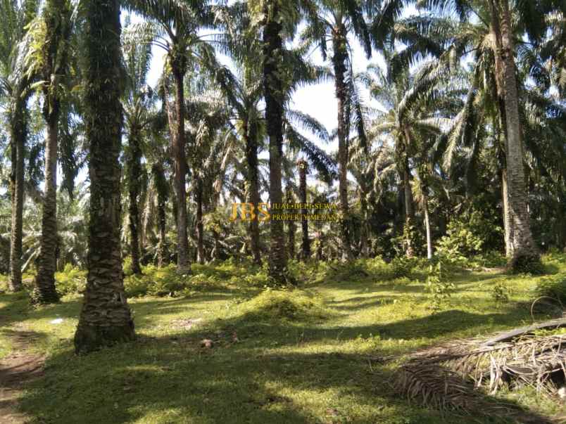 dijual tanah desa lau mulgap kec