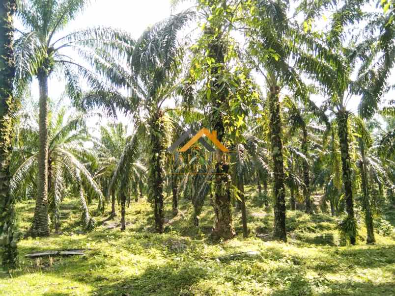 dijual tanah desa lau mulgap kec