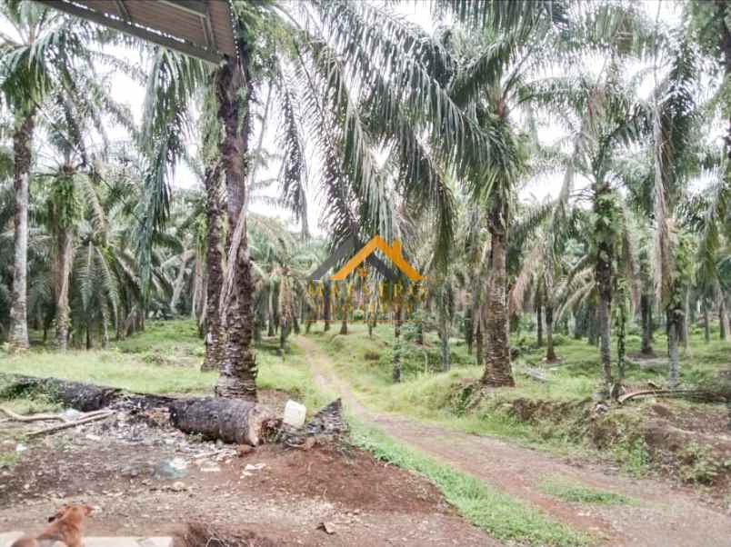 dijual tanah desa lau mulgap kec