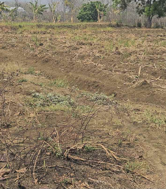dijual tanah desa slempit kec kedamean