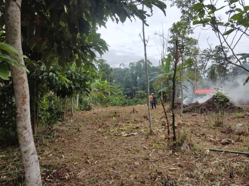 dijual tanah di desa cibalung cijeruk kab bogor