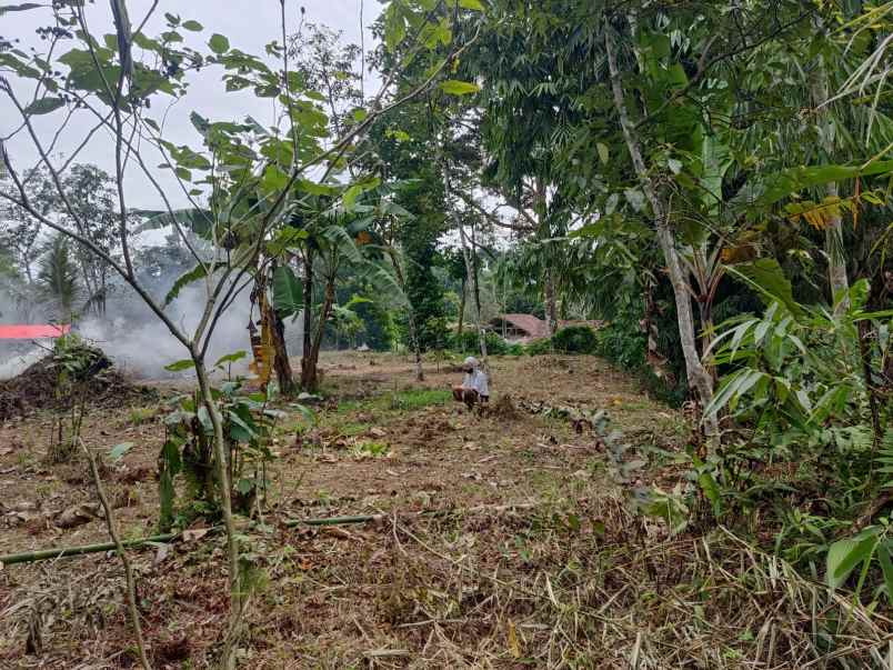 dijual tanah di desa cibalung cijeruk kab bogor