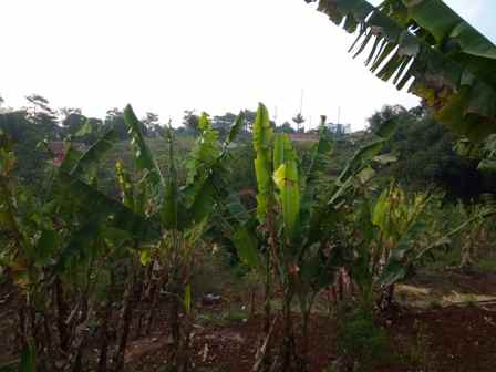 dijual tanah jalan babakan garut desa