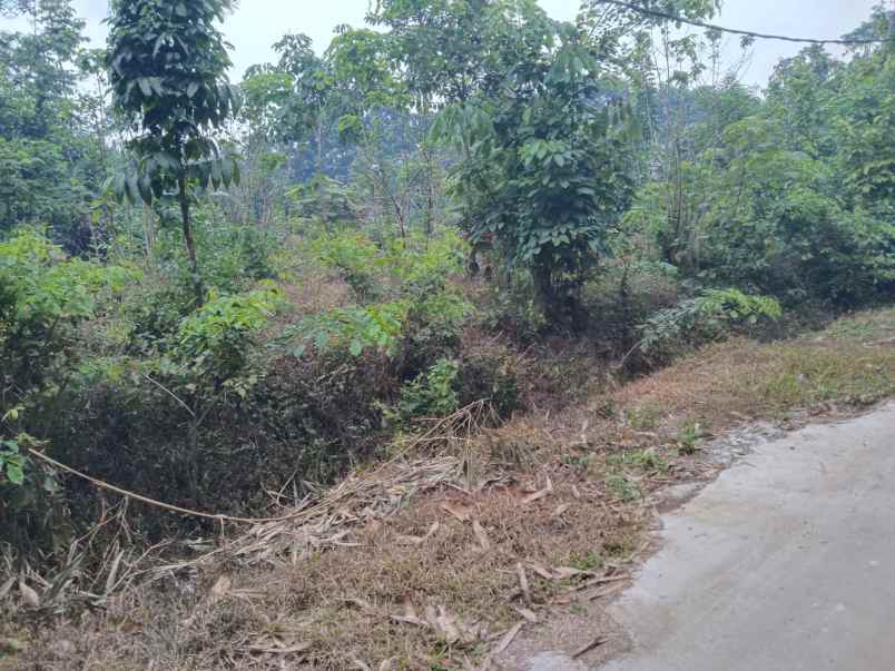 dijual tanah jalan desa sembung