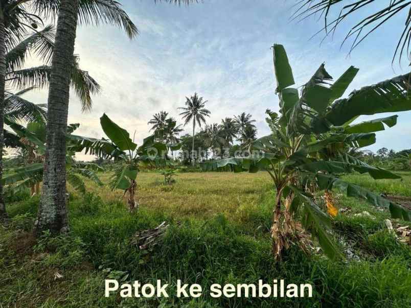 dijual tanah jl raya carita