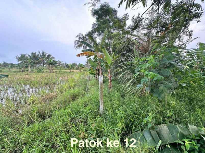 dijual tanah jl raya carita