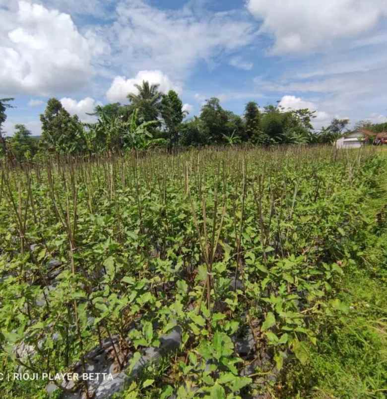 dijual tanah jl sindanglengo desa