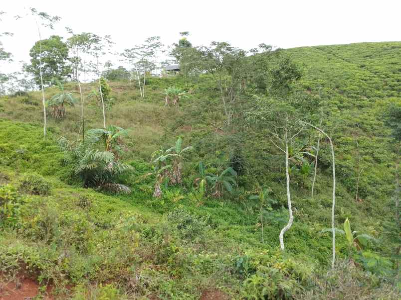 dijual tanah jln raya taraju