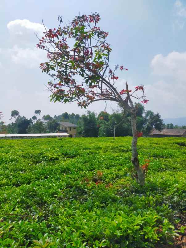 dijual tanah kebun kolam di ciwidey