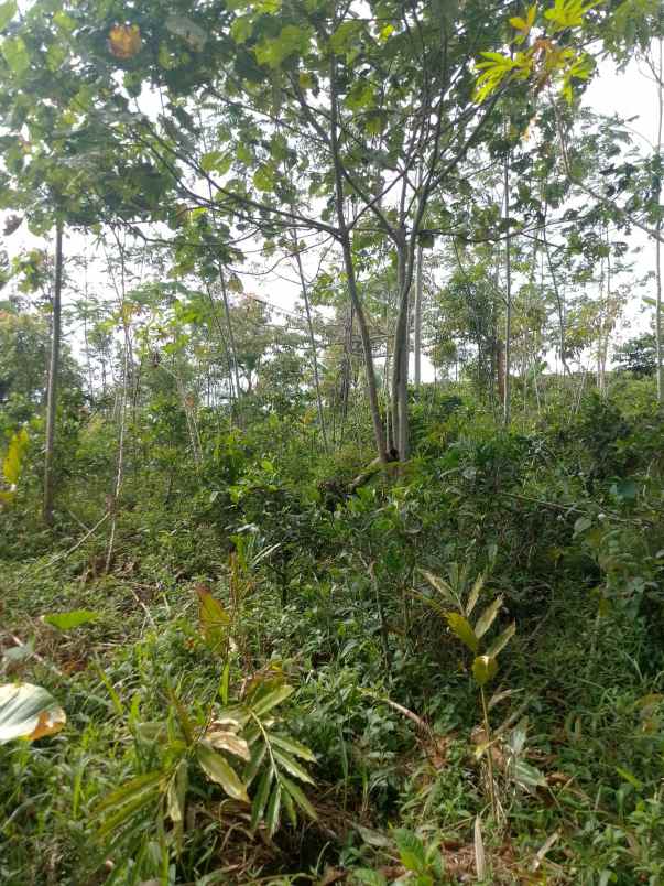 dijual tanah kebun produktif