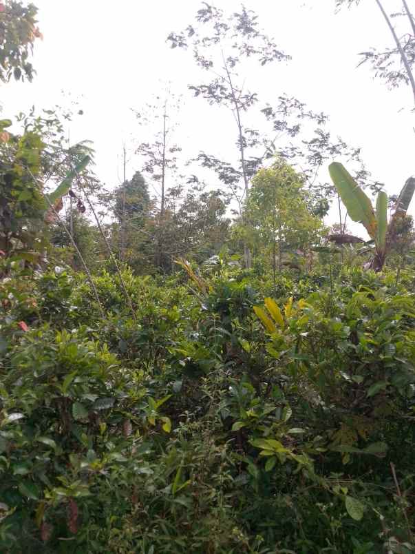 dijual tanah kebun produktif