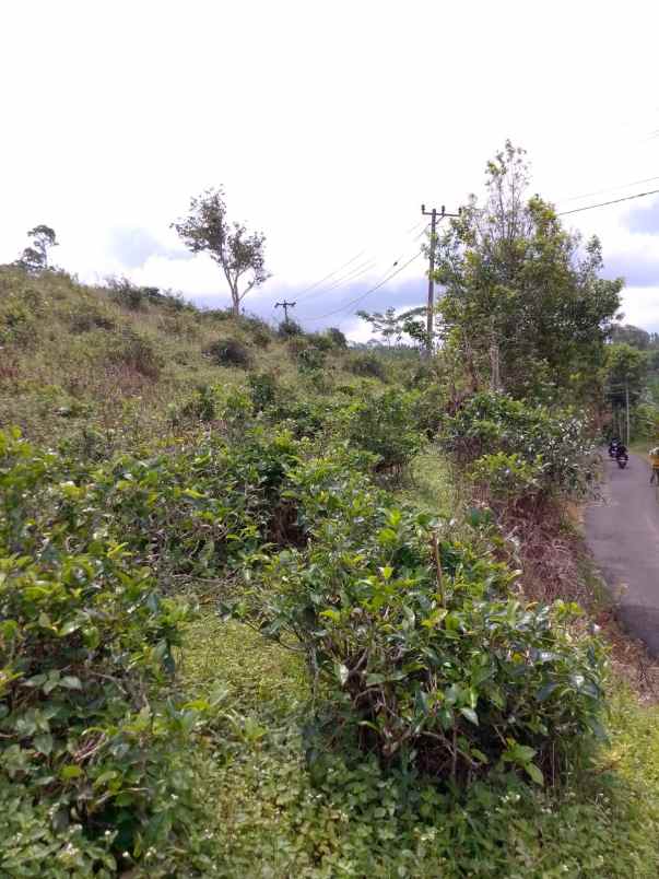 dijual tanah kebun produktif pinggir jalan