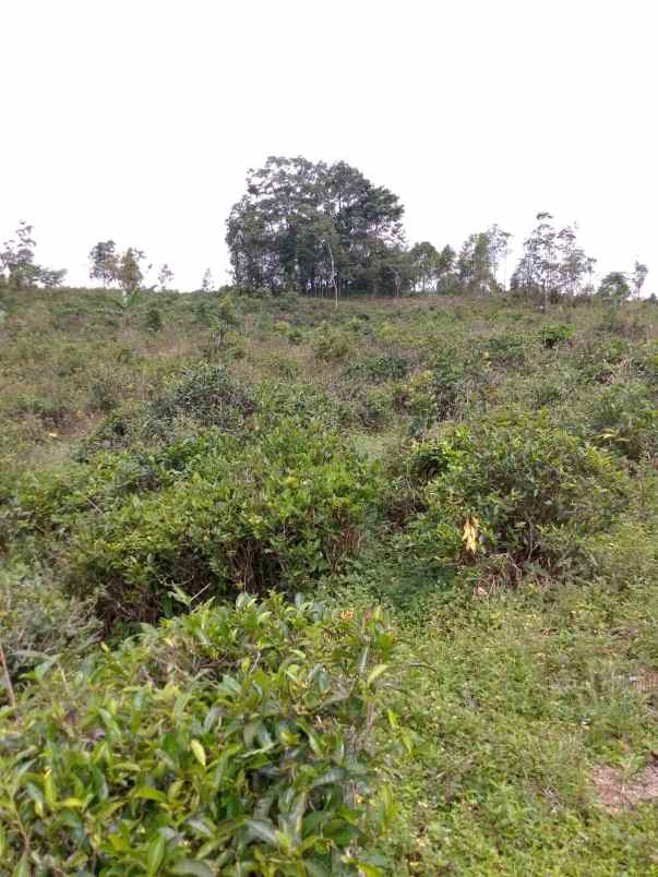 dijual tanah kebun produktif pinggir jalan