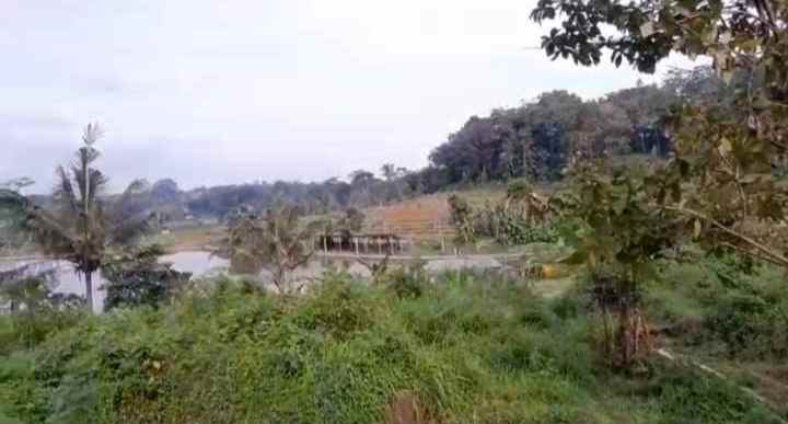 dijual tanah murah tanah kebun akses jalan mobil