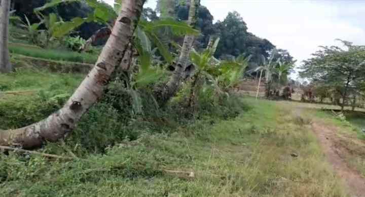 dijual tanah murah tanah kebun akses jalan mobil