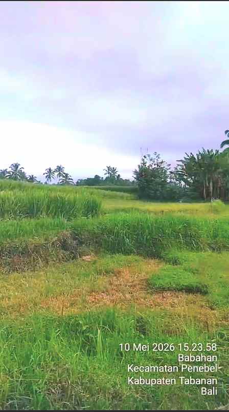 dijual tanah sawah produktif di penebel tabanan bali