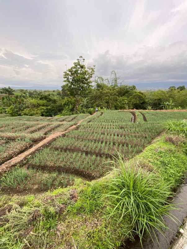 dijual tanah temas