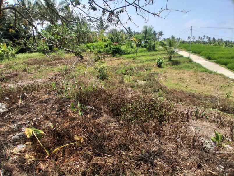 disewakan tanah desa angkah selemadeg