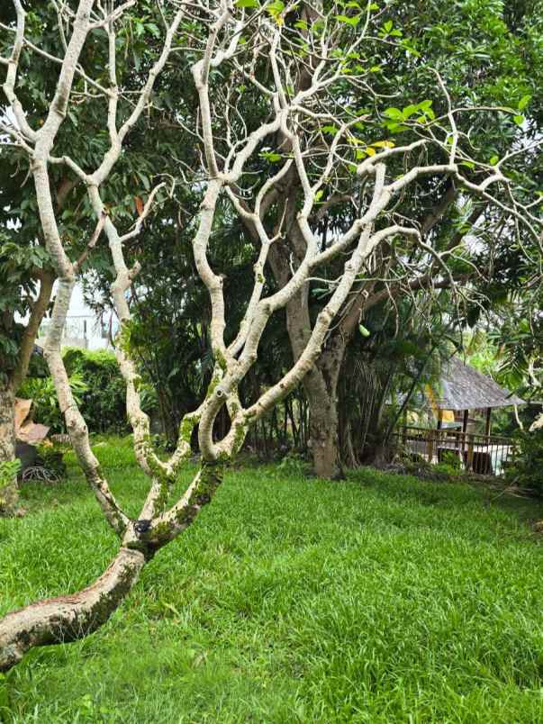 disewakan tanah umalas bumbak