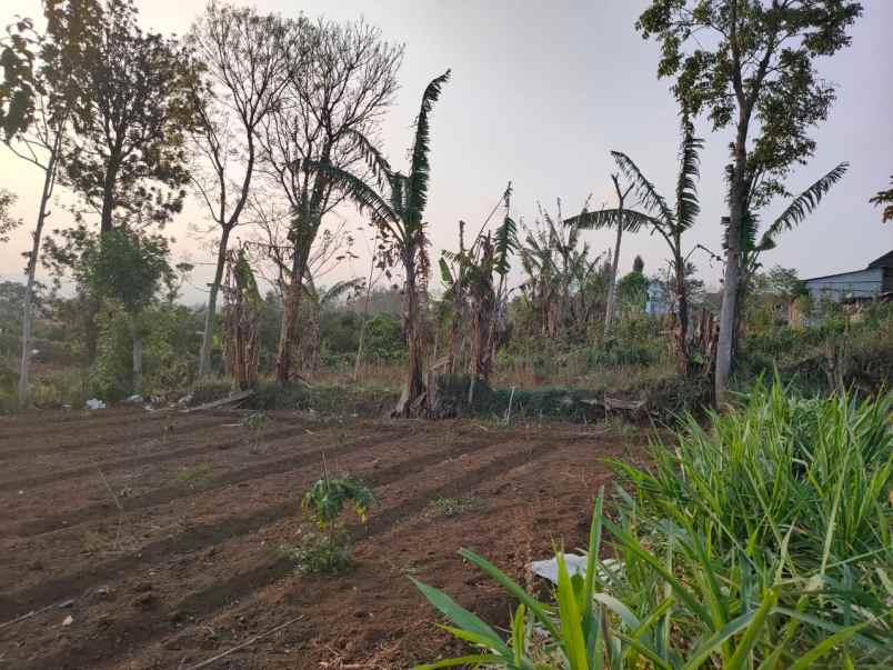 edisi bu tanah luas murah di karangploso malang