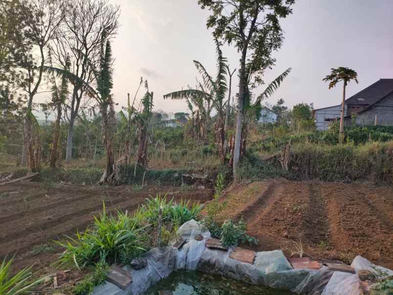 edisi bu tanah luas murah di karangploso malang