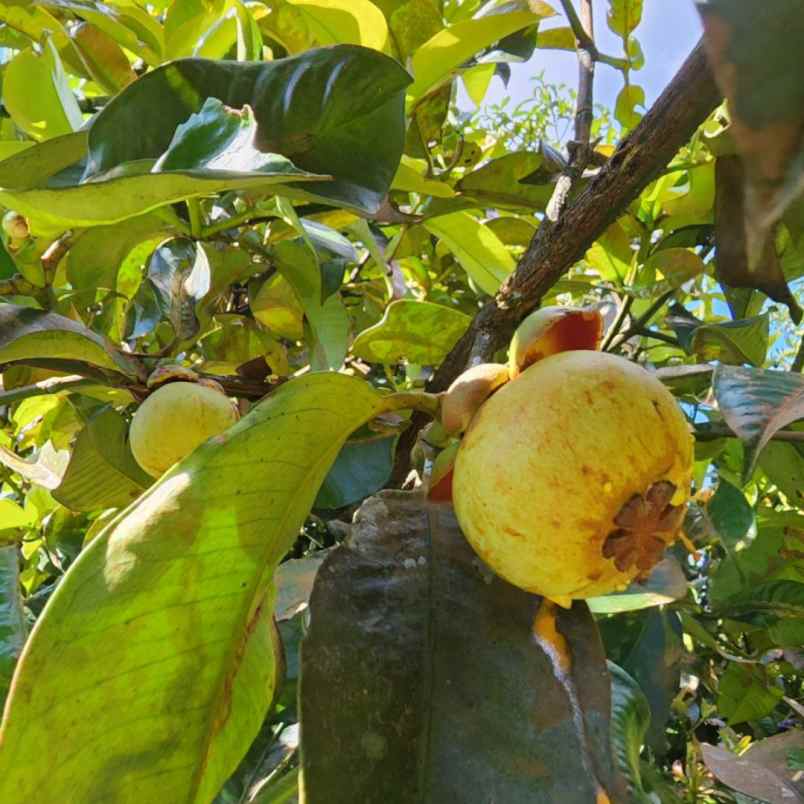 jual kebun durian lokal dan manggis di bogor