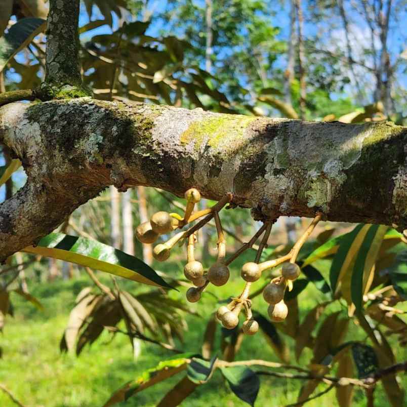 jual kebun durian lokal dan manggis di bogor