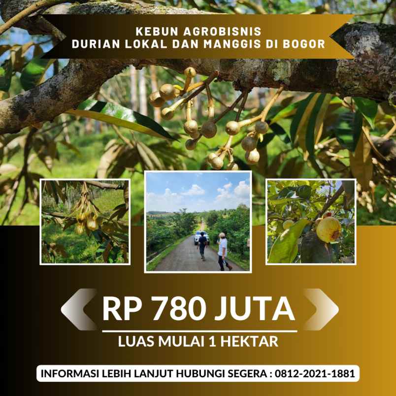 jual kebun durian lokal dan manggis di bogor