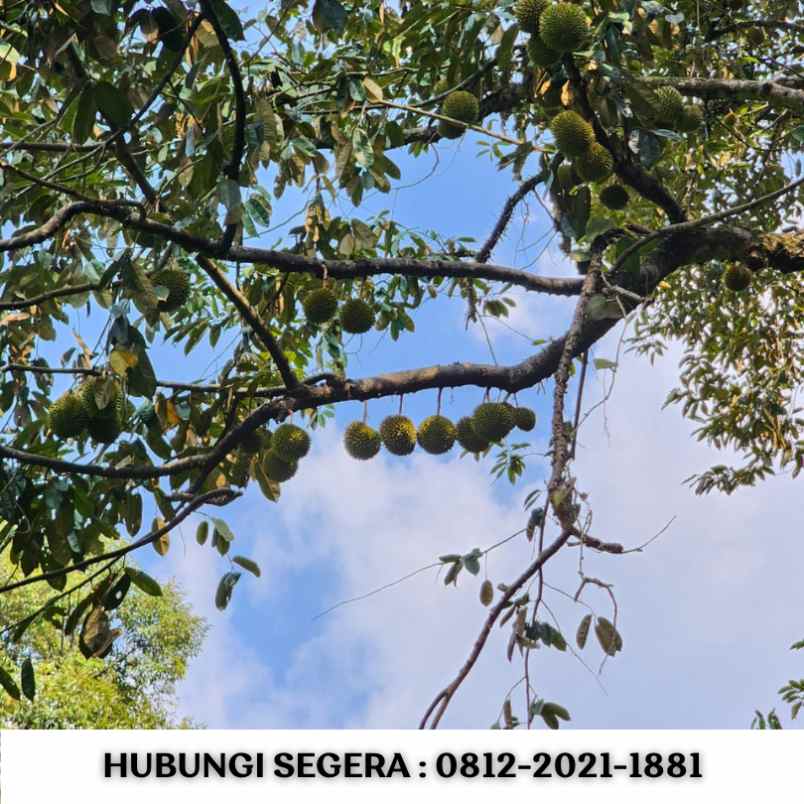 jual kebun durian siap panen di bogor