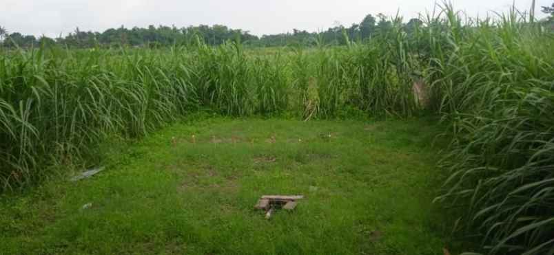 jual tanah sawah bonus rumah mangku jalan manisrenggo