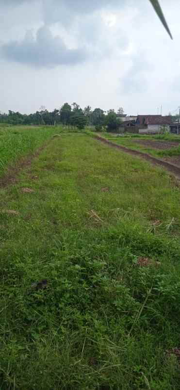 jual tanah sawah bonus rumah mangku jalan manisrenggo