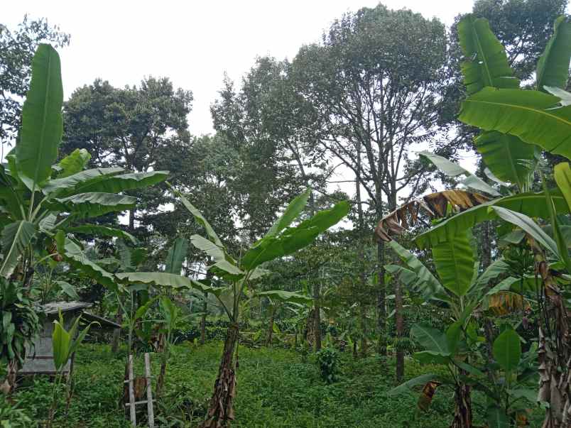 kebun durian jalan cagak subang jawa barat