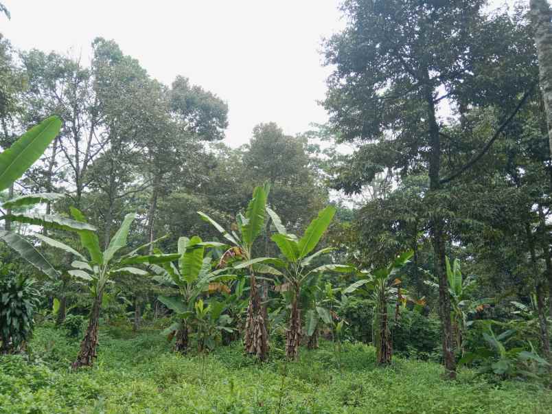 kebun durian jalan cagak subang jawa barat